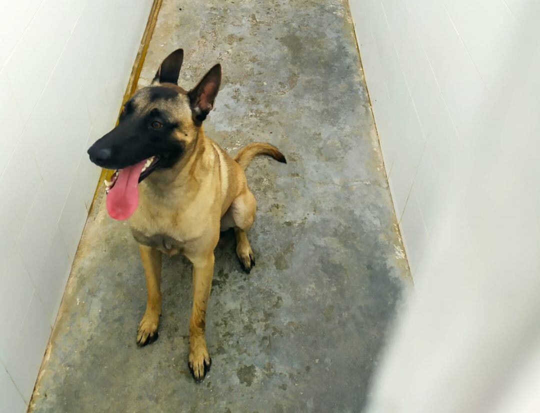 El can rescatado en Málaga capital