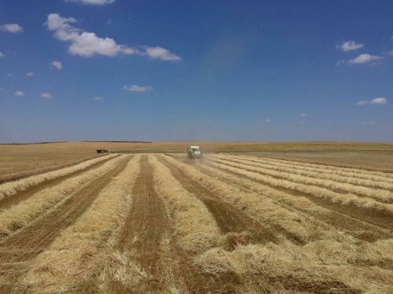 Una cosechadora recoge el cereal en una tierra de la provincia de Segovia