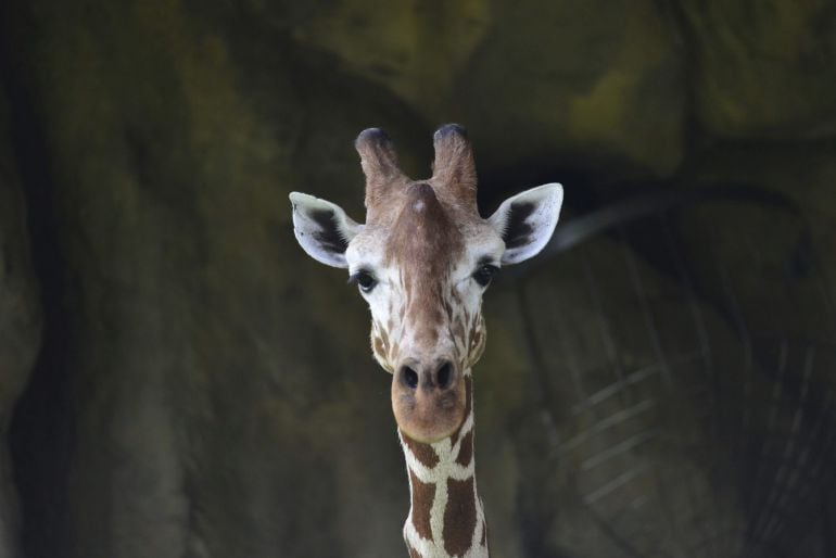 Una jirafa en el Zoo de Taipei (Taiwán)