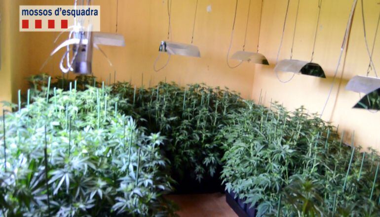 A dins de la masia incendiada hi havia 720 plantes de marihuana.