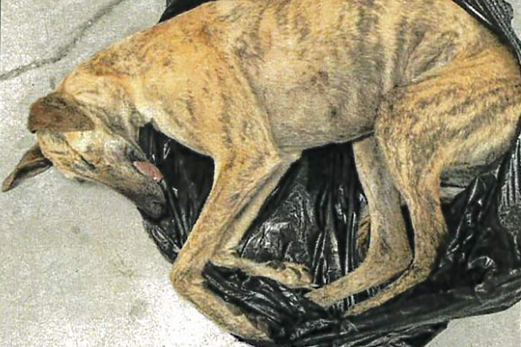 Cadáver de galgo hallado en el interior de una bolsa de plástico, antes de ser enviado a incinerar