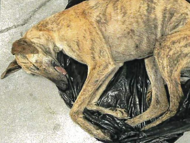 Cadáver de galgo hallado en el interior de una bolsa de plástico, antes de ser enviado a incinerar