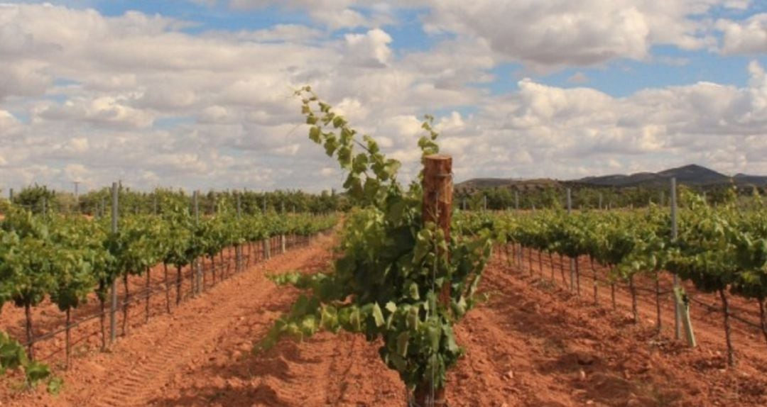 120 hectáreas de viñedo propio