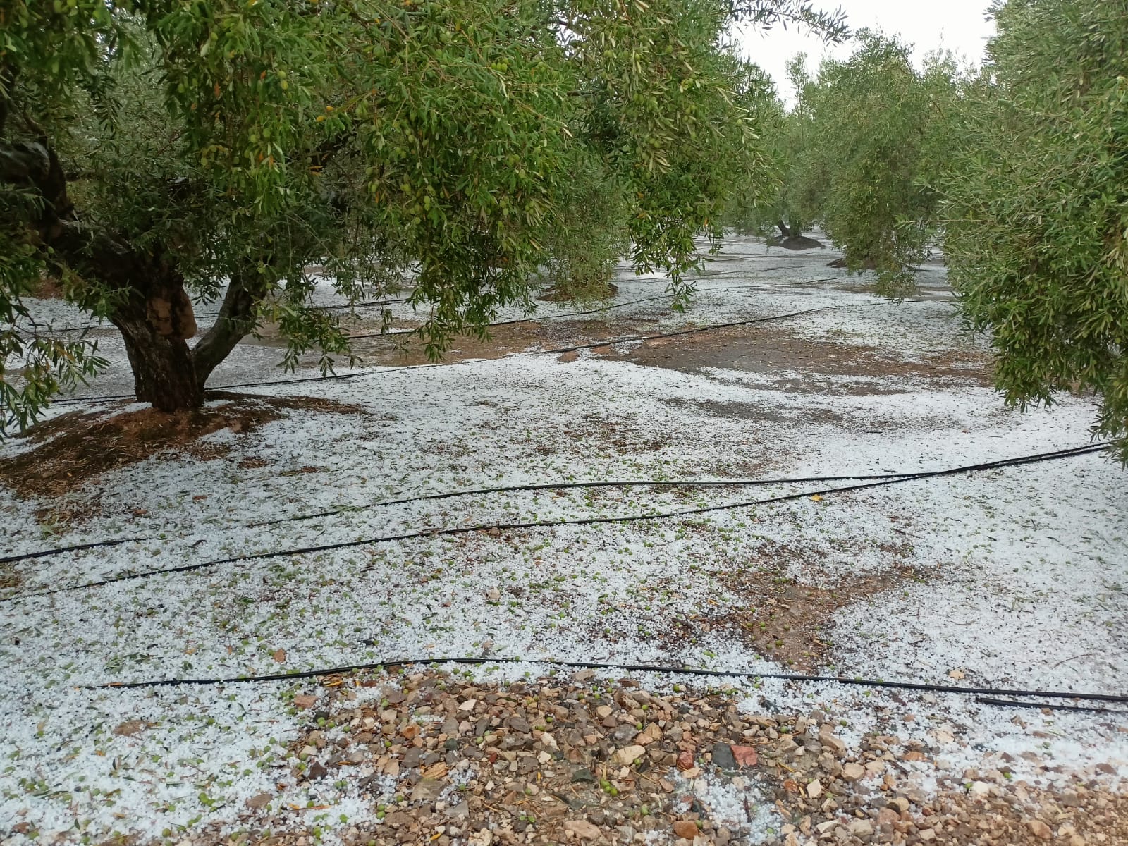 Granizo cubre un campo agrícola, mostrando los daños visibles en cultivos y la magnitud de la tormenta que azotó la Vall d’Albaida