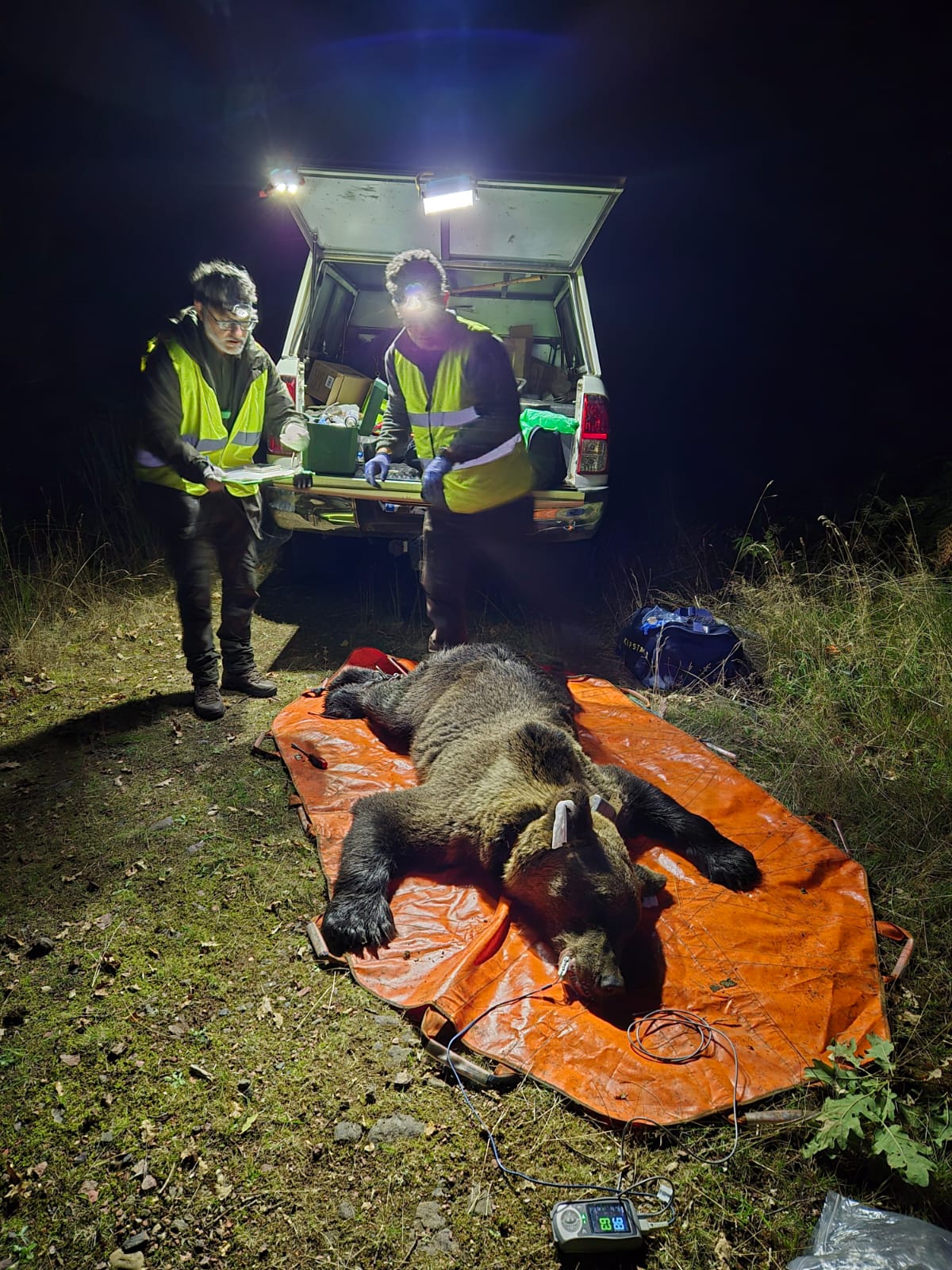Así se lleva a cabo el marcaje de un ejemplar de oso pardo para el estudio