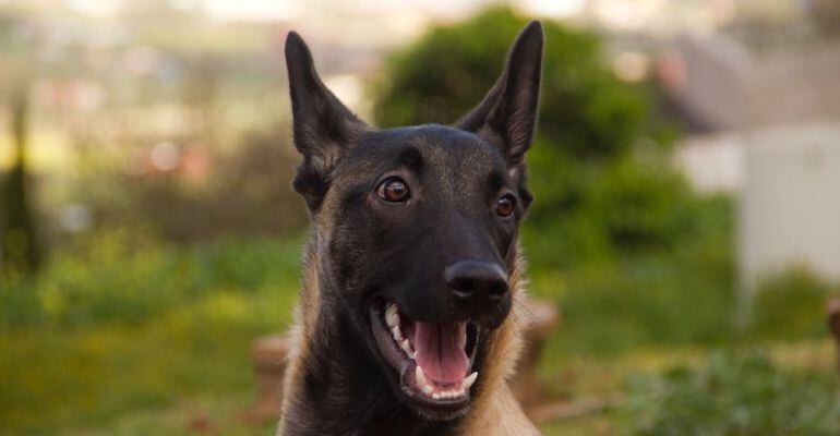 Éste es el nuevo perro de la Policía Local de Santa Cruz de Tenerife