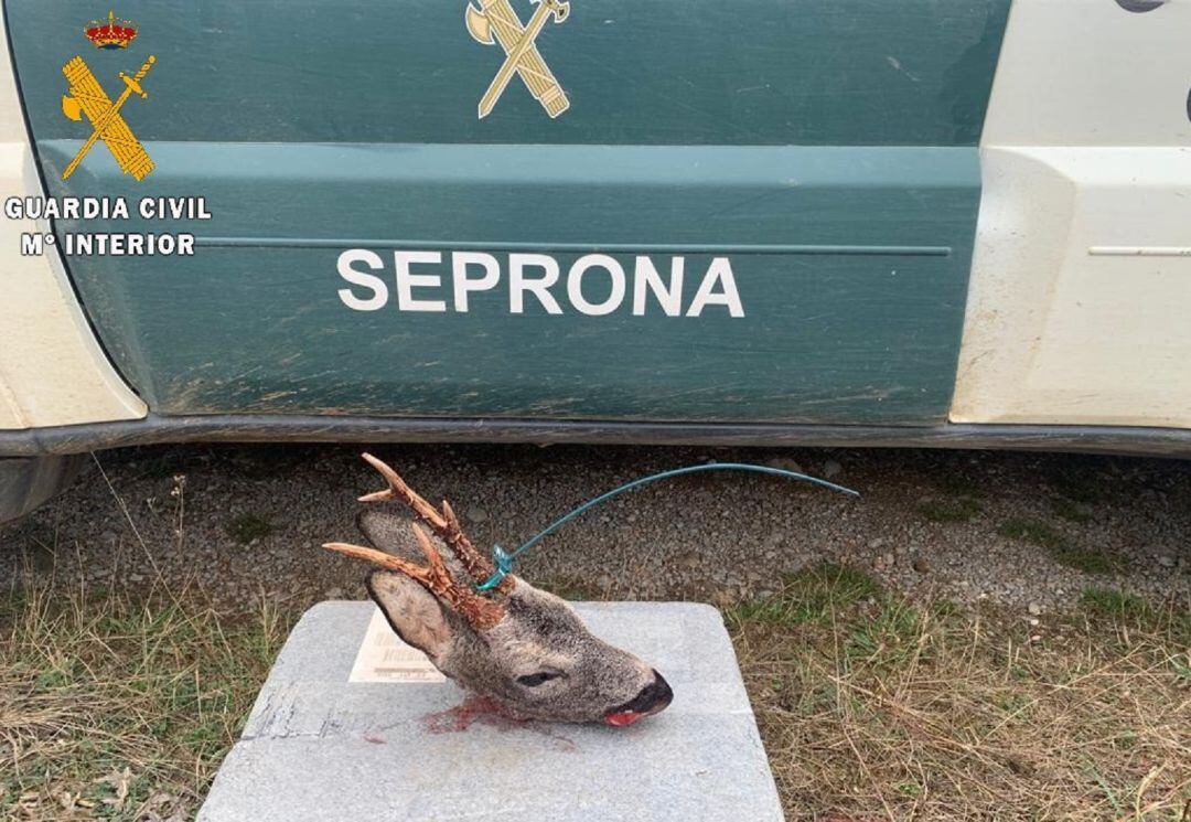 La Guardia Civil investiga a una persona por un supuesto delito de caza furtiva 