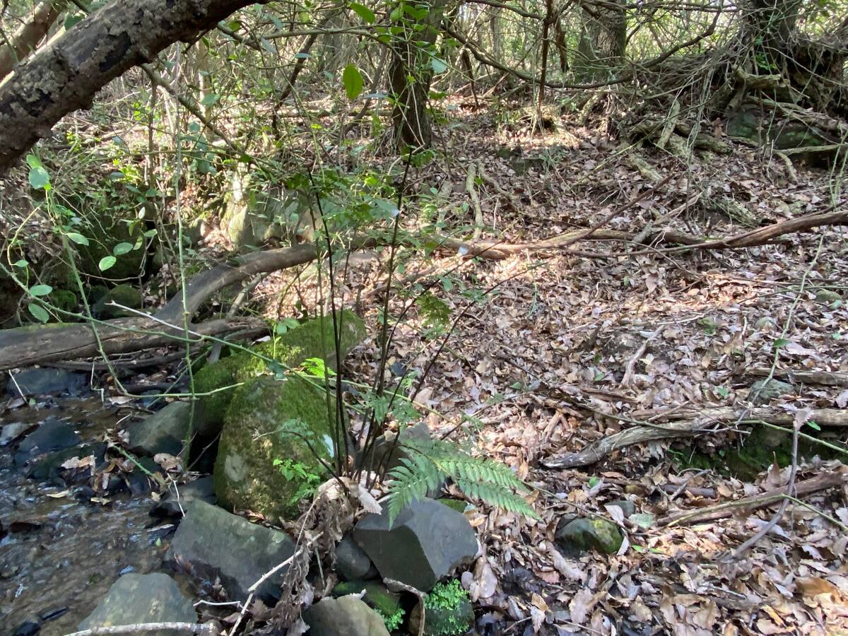 Agaden pide parar unos trabajos forestales en una zona de máxima protección de Los Alcornocales