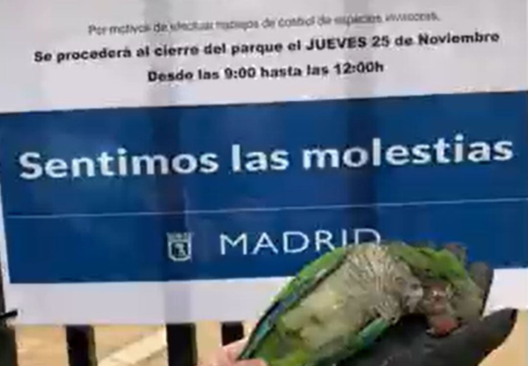 Imagen de una de las cotorras abatidas en el parque Fuente del Berro, en Madrid