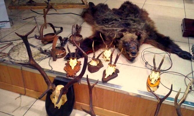 Algunos de los animales intervenidos por los agentes de medio ambiente