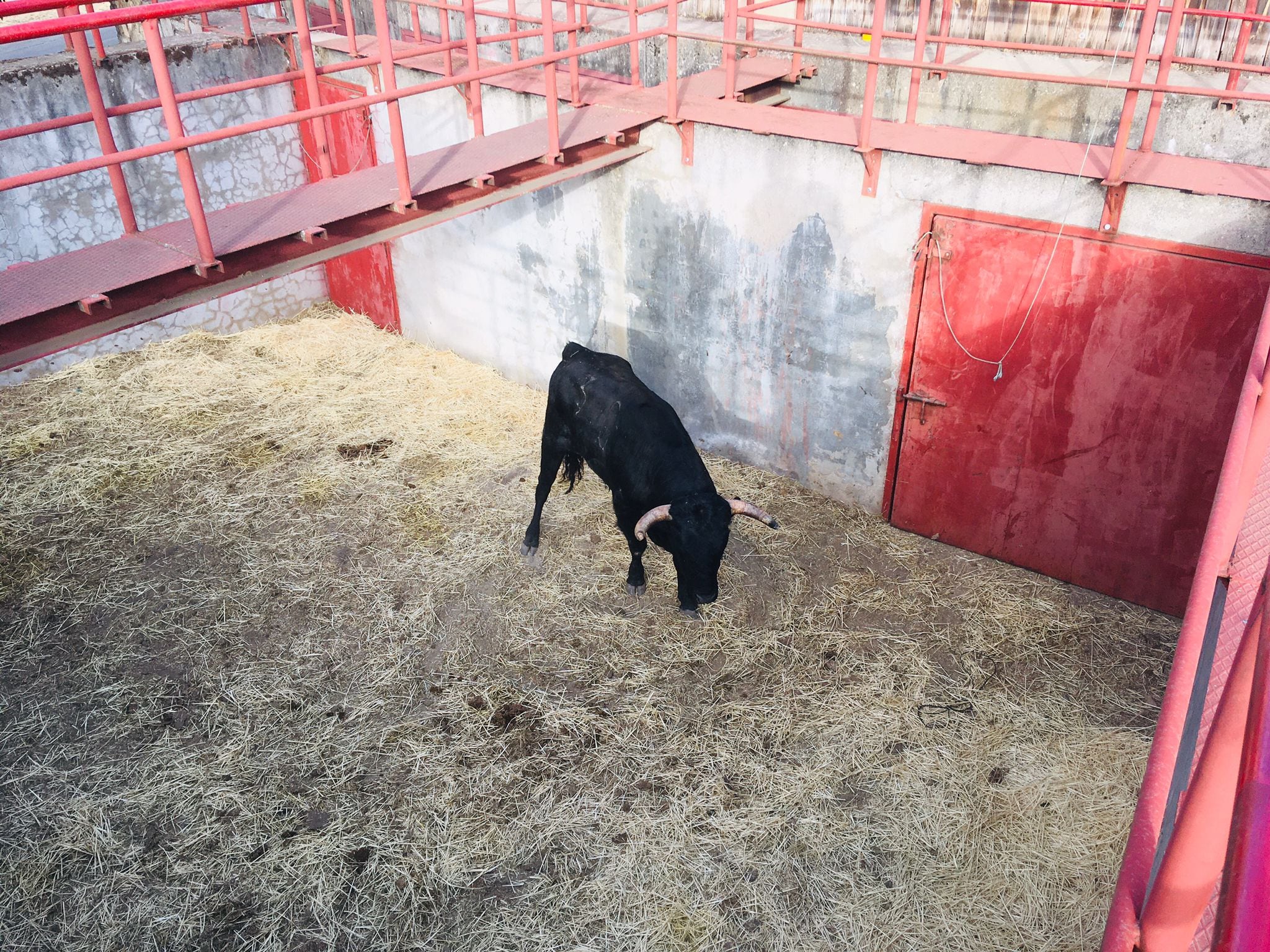 Toro escapado en los encierros de Valsaín ya en los corrales