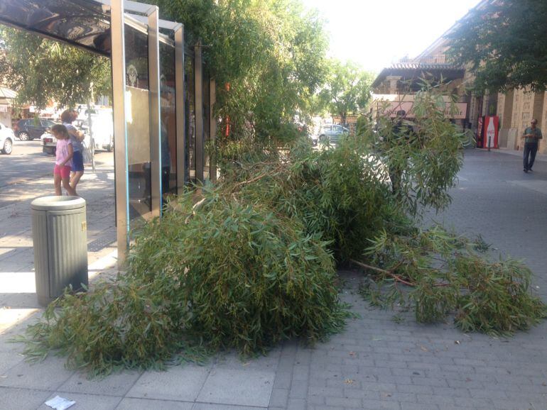 Rama caída sobre la marquesina de los Juzgados