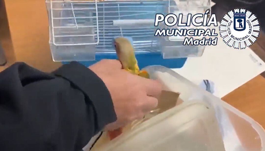 Uno de los loros rescatados por la policía madrileña en las cocinas de un restaurante asiático en Madrid