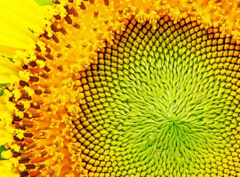 la flor del girasol de donde se extrae el aceite del mismo nombre