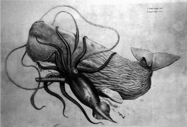 El calamar gigante Architeuthis dux pelea contra un cachalote. G. Loates.