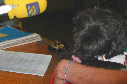 A Nena la encontraron en febrero del año pasado, vagando por las calles de una urbanización de Segovia, con graves quemaduras en el lomo producidas por un líquido corrosivo.