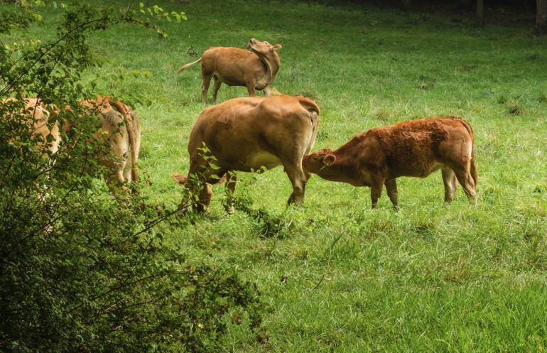 Los ganaderos de Laciana creen necesario unificar criterios