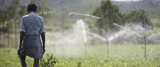 Un hombre camina entre el riego de uno de los campos cultivados de Anantapur