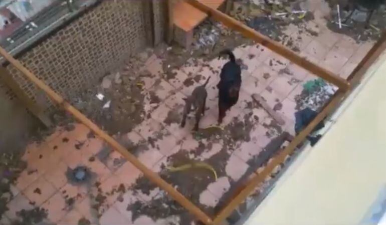Los dos perros rescatados de la terraza