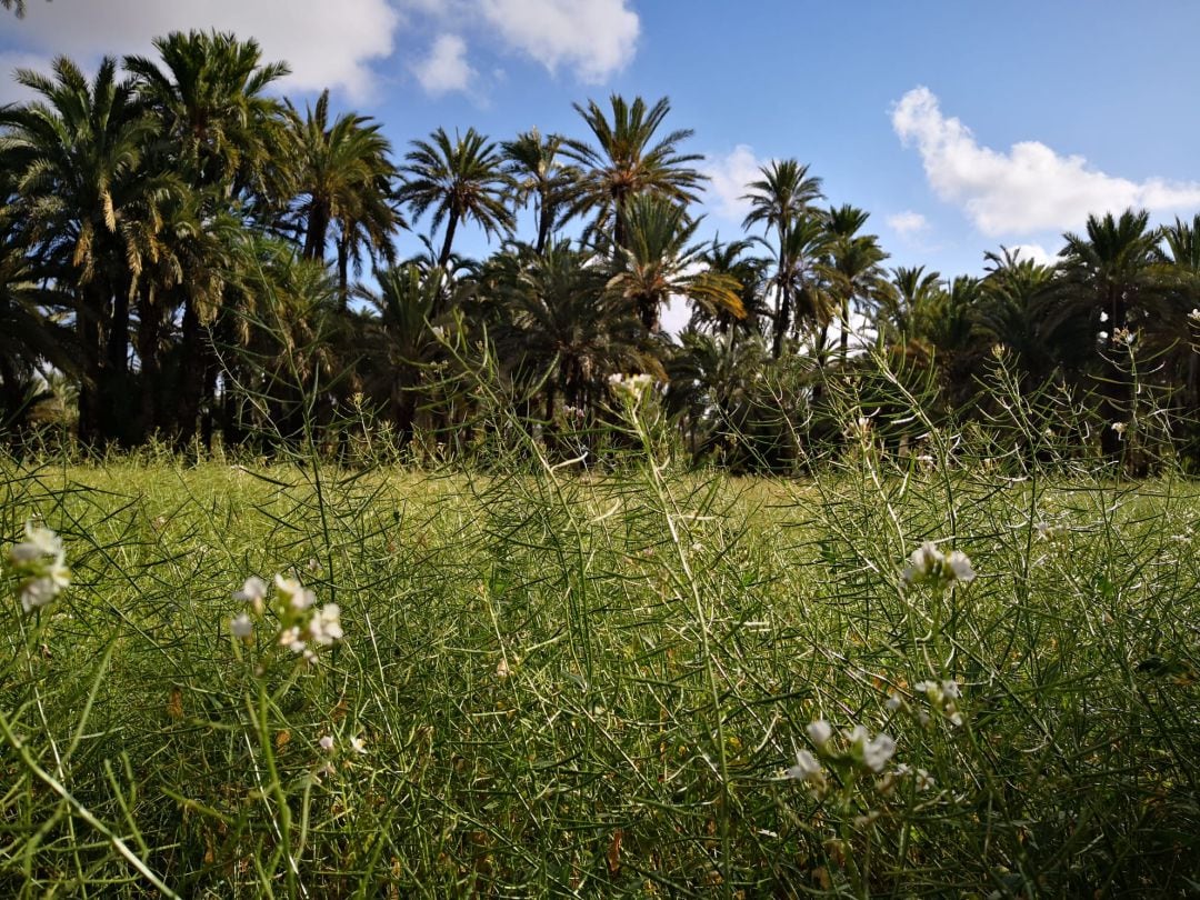 Huerto de Elche