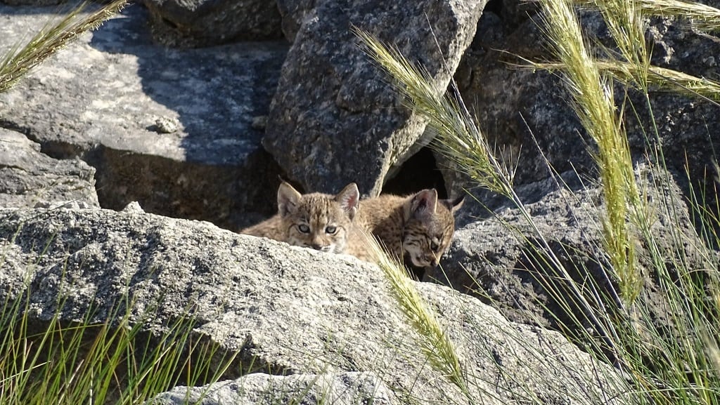 Dos de los cachorros de la primera camada de linces ibéricos en la provincia de Albacete