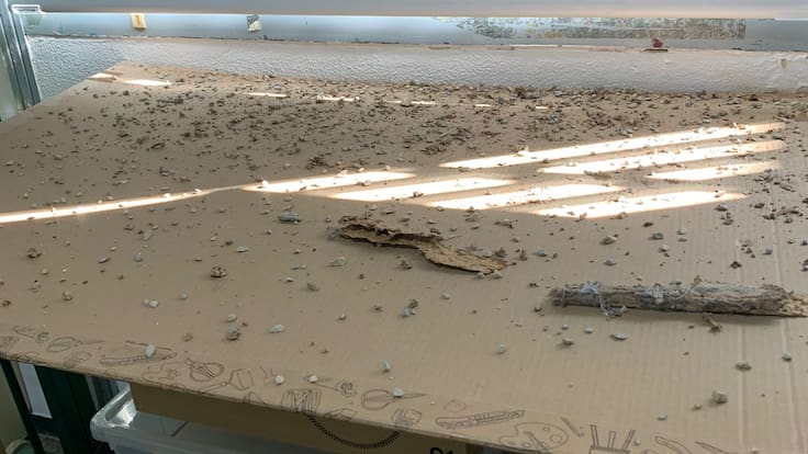 Miquel Climent, vicepresidente de la plataforma Nueva EASDA Ya, recuerda que siguen sin el informe de ruina técnica del edificio 2, mientras siguen los desprendimientos y plagas