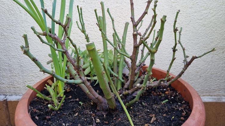 La poda conservativa en la sección "A Horta de Lorena" con la bióloga Lorena Franco