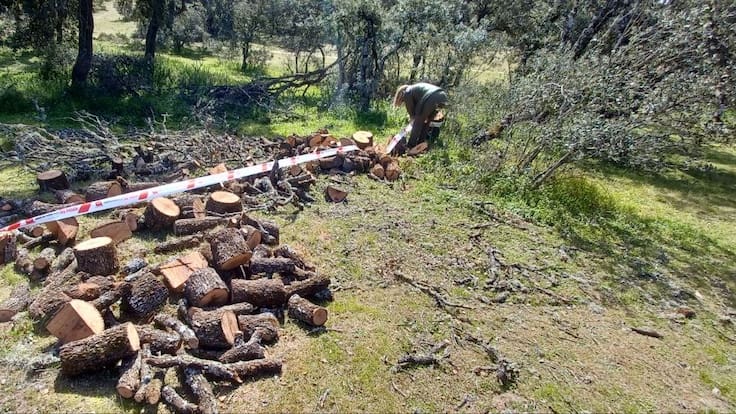 Entrevista a Miguel Higueras, portavoz de Agentes Forestales, sobre la actuación en Sanse con una persona talando encinas de manera ilegal