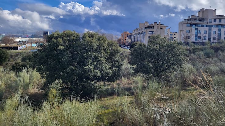 Narciso Romero, portavoz PSOE San Sebastián de los Reyes, pide que no se talen las encinas presentes en el futuro desarrollo urbano de Cerro del Baile
