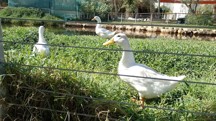 Mario Arancón, concejal de Salud Pública del Ayuntamiento de Tres Cantos sobre las medidas de vigilancia y prevención frente a la gripe aviar