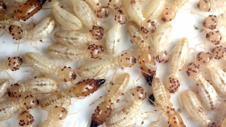 "Es un incendio silencioso" David Mora, Anticimex