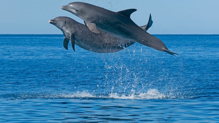Bruno Díaz López, director BDRI