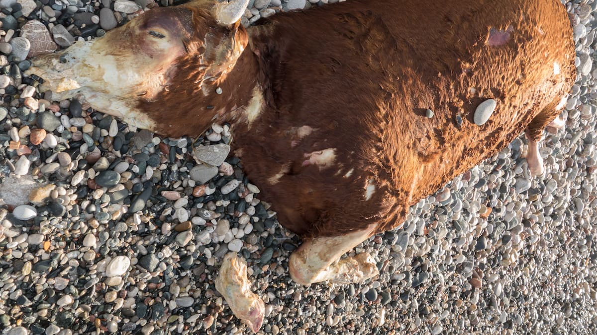 Camaleones de acero y narcovacas: los barcos de la 'flota oscura' que pasan ante nuestros ojos