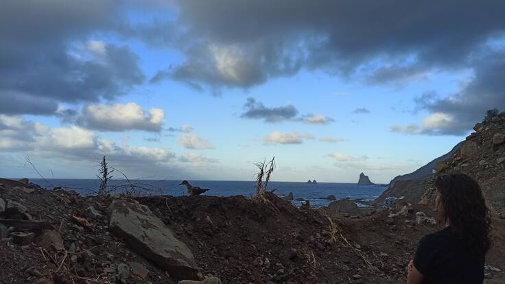 Espacio de Ecología: Aves marinas deslumbradas por la contaminación lumínica
