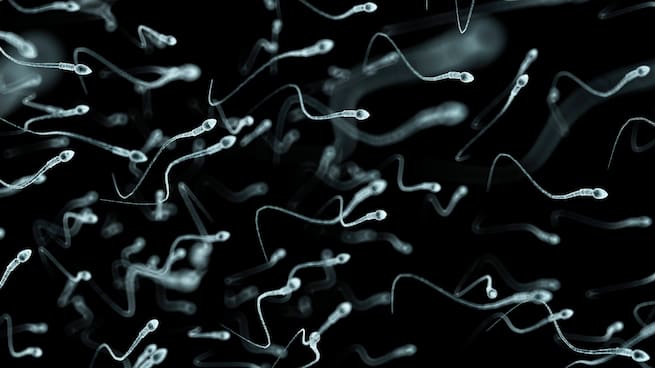 Rocío Núñez Calonge, experta en reproducción asistida: "Los donantes suelen ser estudiantes"