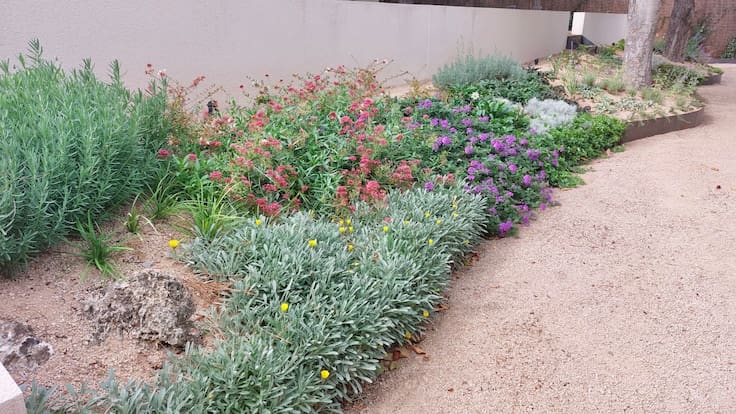 Espacio de Botánica sobre las plantas vivaces