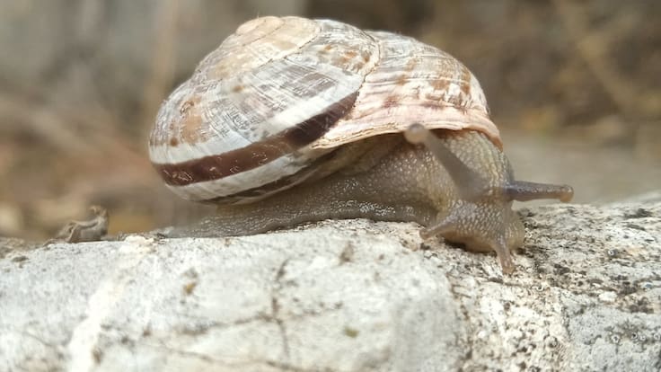 Investigadores de Jaén presentan, este jueves, su estudio sobre nuevas especies ‘Iberus’