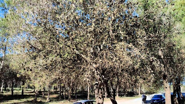 "Los árboles están muriendo por la sequía"