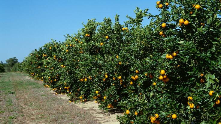 Bernardo Ferrer, agricultor valenciano afectado por la DANA: "Nos hemos sentido siempre ninguneados. Espero que esta vez las promesas se cumplan"