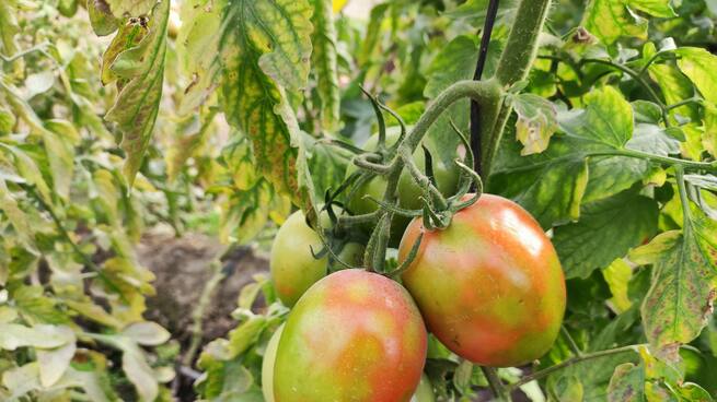 Entrevista a Antonio Monserrat, miembro del equipo de Protección de Cultivos de IMIDA