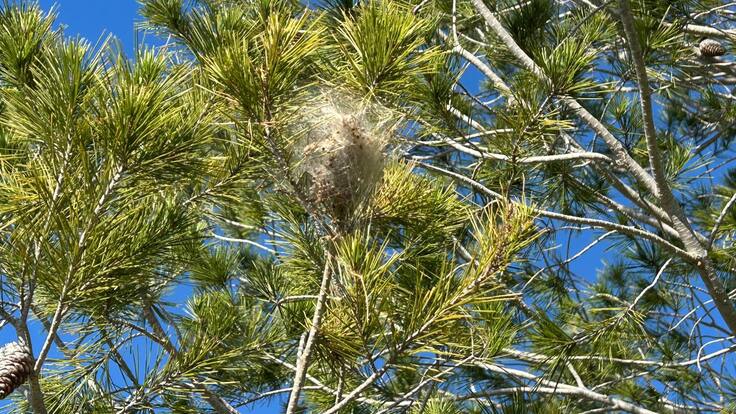 "Es consecuencia del cambio climático" Jorge Galván, Anecpla