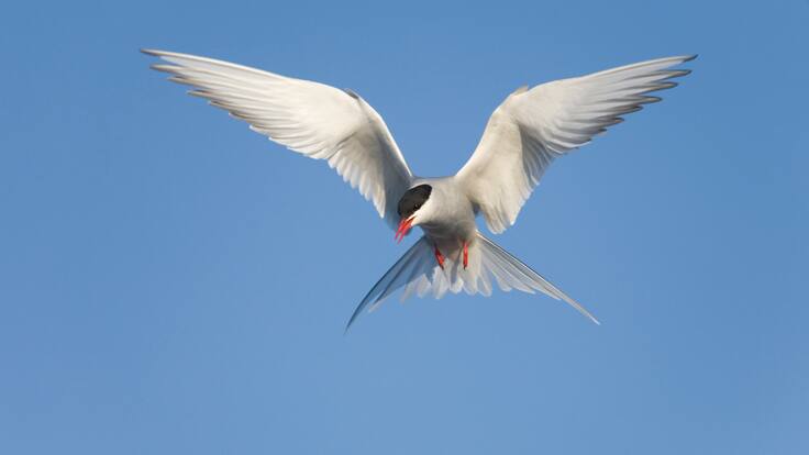 El Guardabosques: la migración