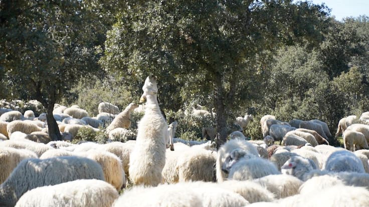 Espacio de Ecología sobre el pastoreo preventivo en Madrid