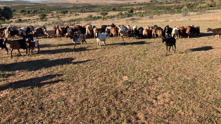 Jaraíz (10/06/2023)