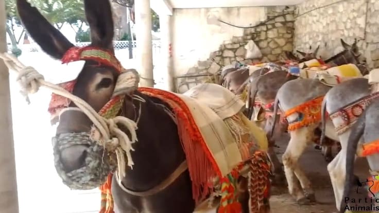 "El maltrato es evidente" Cristina García, PACMA