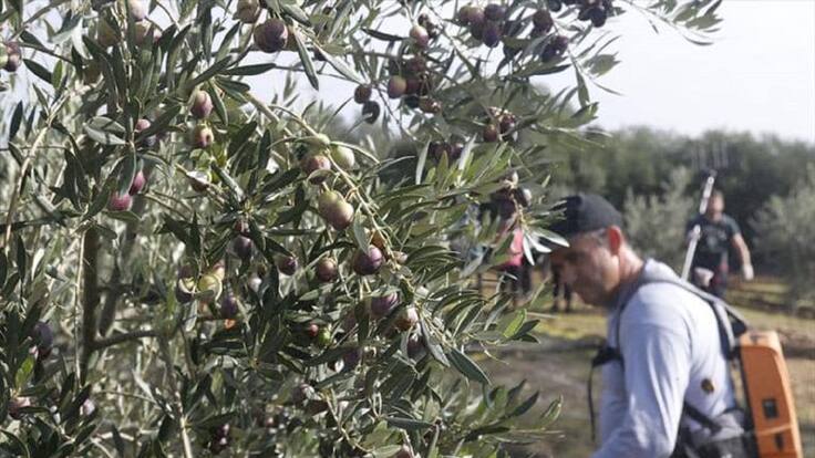 UGT y CCOO piden que no vengan trabajadores de fuera para la campaña de la aceituna (21/10/2025)
