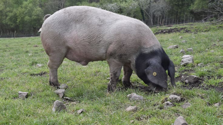 25 años promocionando el Porco Celta