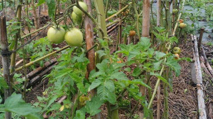 El cultivo de tomates en la sección "A horta de Lorena", bióloga de Biophilia Ambiental