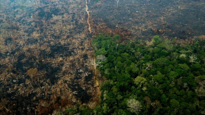 La Amazonia ha perdido 45.500 kilómetros cuadrados de bosque con Bolsonaro al frente de Brasil