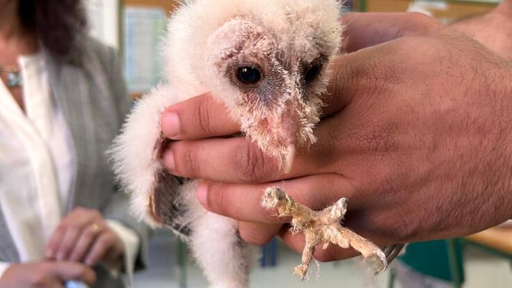 "La lechuza está al borde de la extinción en Málaga" C Castillo, profesor IES Alfaguar